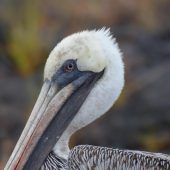  Galapagos